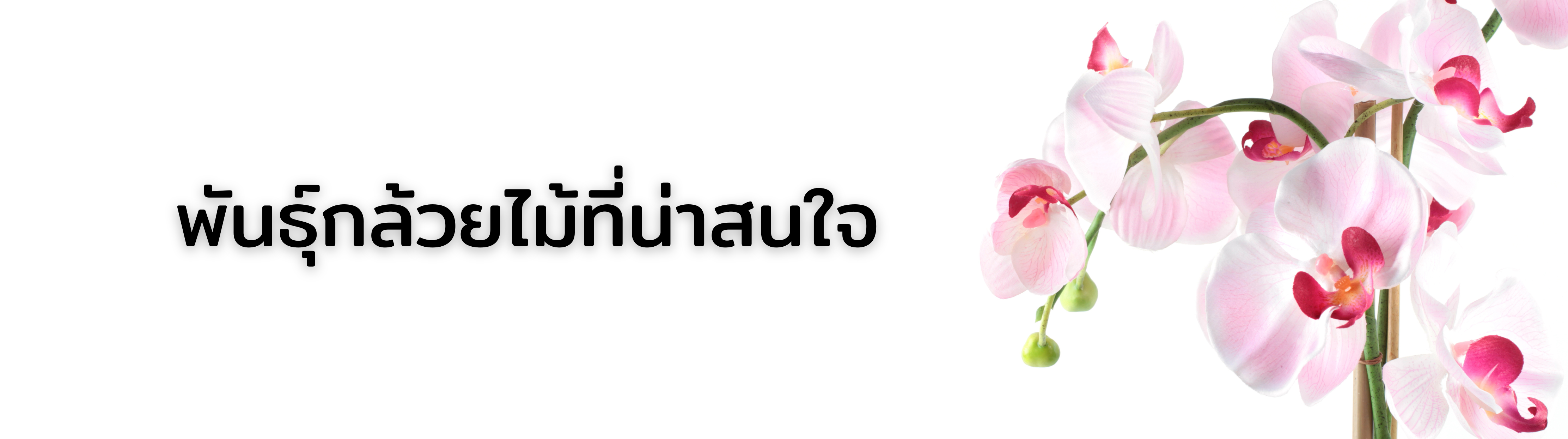 Relateds Banner-68bfa6efd1ede.png